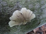 Cerrena unicolor image