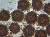 Scleroderma michiganense image