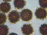 Scleroderma michiganense image