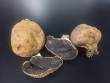 Scleroderma michiganense image