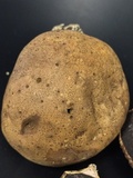 Scleroderma michiganense image