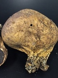 Scleroderma michiganense image