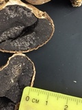 Scleroderma michiganense image