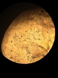 Scleroderma michiganense image
