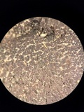 Scleroderma michiganense image