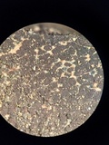 Scleroderma michiganense image