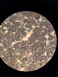 Scleroderma michiganense image