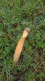 Phallus rubicundus image