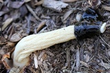 Phallus ravenelii image
