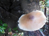 Pluteus exilis image