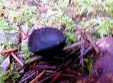 Plectania milleri image