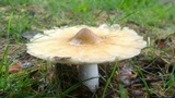 Termitomyces umkowaan image