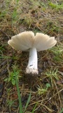 Termitomyces umkowaan image