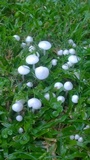 Termitomyces microcarpus image