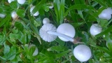 Termitomyces microcarpus image