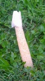 Phallus rubicundus image