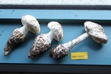 Amanita smithiana image