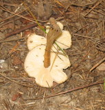 Crinipellis zonata image