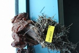 Gyromitra infula image