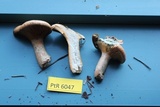 Lactarius deliciosus var. areolatus image