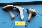 Lactarius deliciosus var. areolatus image