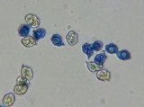Entoloma occidentale image
