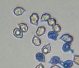 Entoloma occidentale image