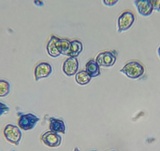 Entoloma occidentale image