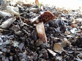 Inocybe adaequata image