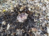 Inocybe adaequata image
