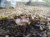 Inocybe adaequata image