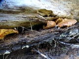 Gymnopilus thiersii image