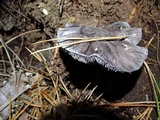 Tricholoma griseoviolaceum image