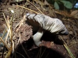 Tricholoma griseoviolaceum image