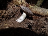 Tricholoma griseoviolaceum image