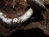 Tricholoma griseoviolaceum image