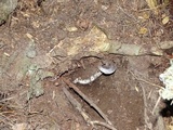 Tricholoma griseoviolaceum image