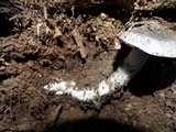 Tricholoma griseoviolaceum image