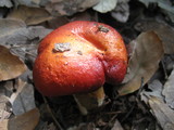 Rubroboletus dupainii image