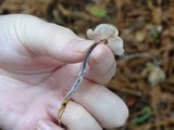 Gymnopus brassicolens var. brassicolens image
