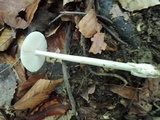 Amanita sect. Vaginatae image