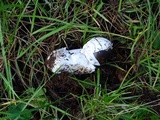 Amanita pachycolea image