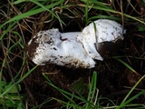 Amanita pachycolea image