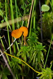 Mitrula paludosa image