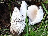 Amanita pachycolea image