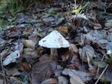 Inocybe sororia image