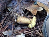 Suillus fuscotomentosus image