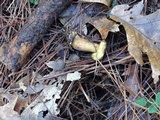 Suillus fuscotomentosus image