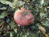 Russula vinosobrunnea image