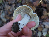 Inocybe sororia image